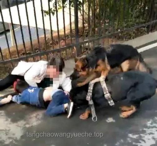 老人摔断腿后，与邻居小狗意外结缘的深层分析